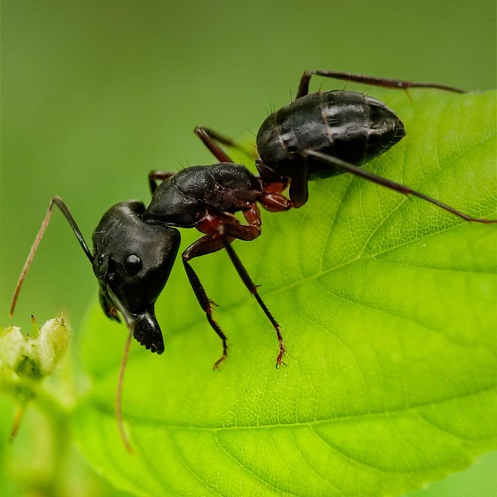 Ant Img