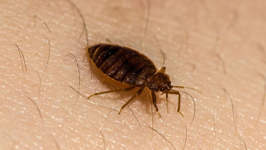 Bed Bug Treatment