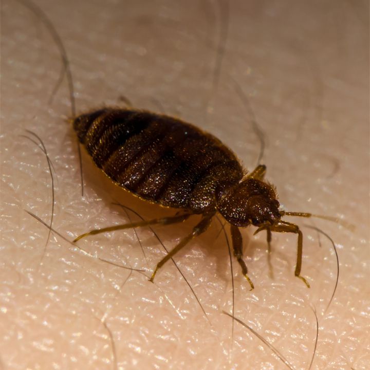 Bed Bug img