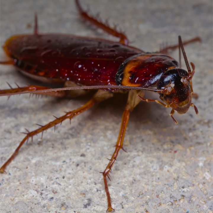 Cockroach img
