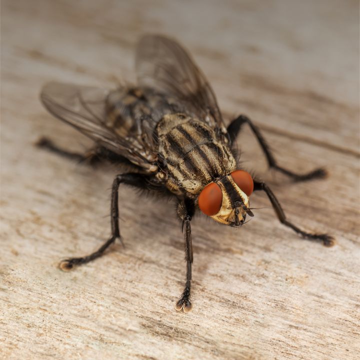 Fly