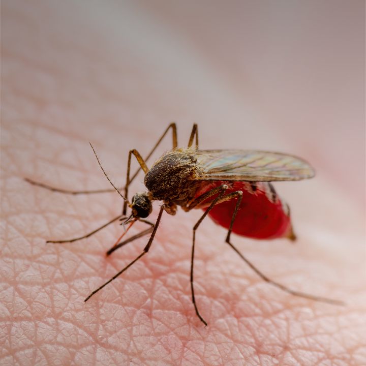 Mosquito