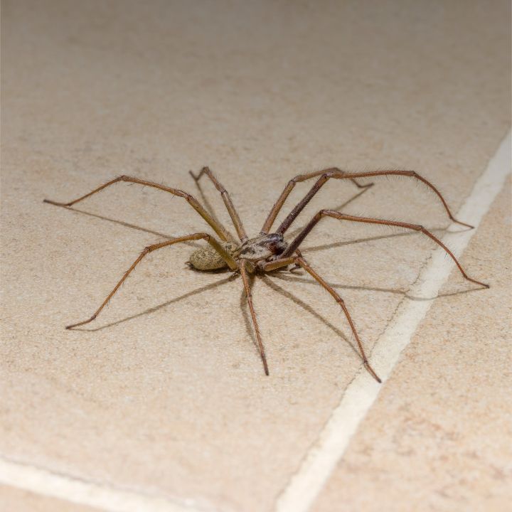 Spider