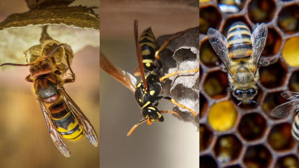 Wasps, Hornets & Bees Control