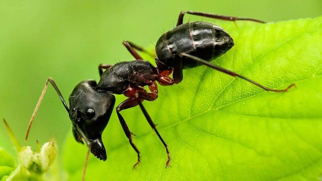 ant control in idaho