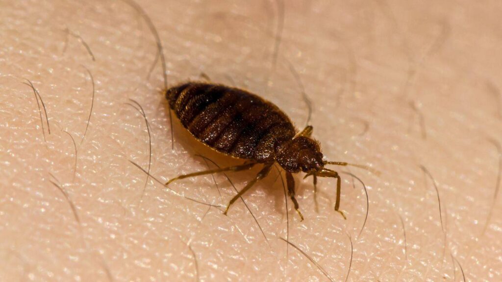 bed bug exterminator idaho falls