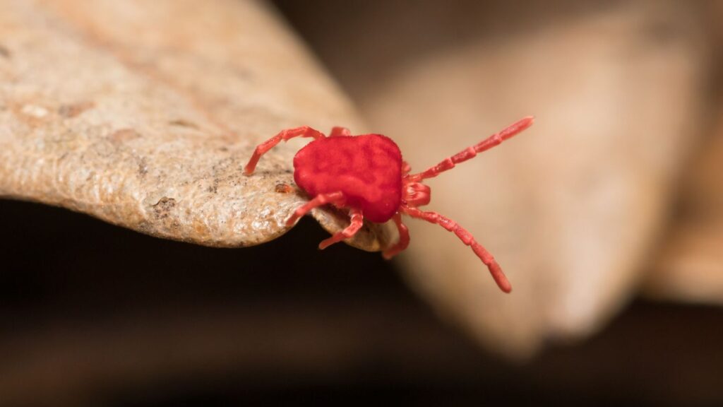 clover mite control twin falls