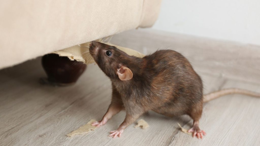 rodent control in idaho