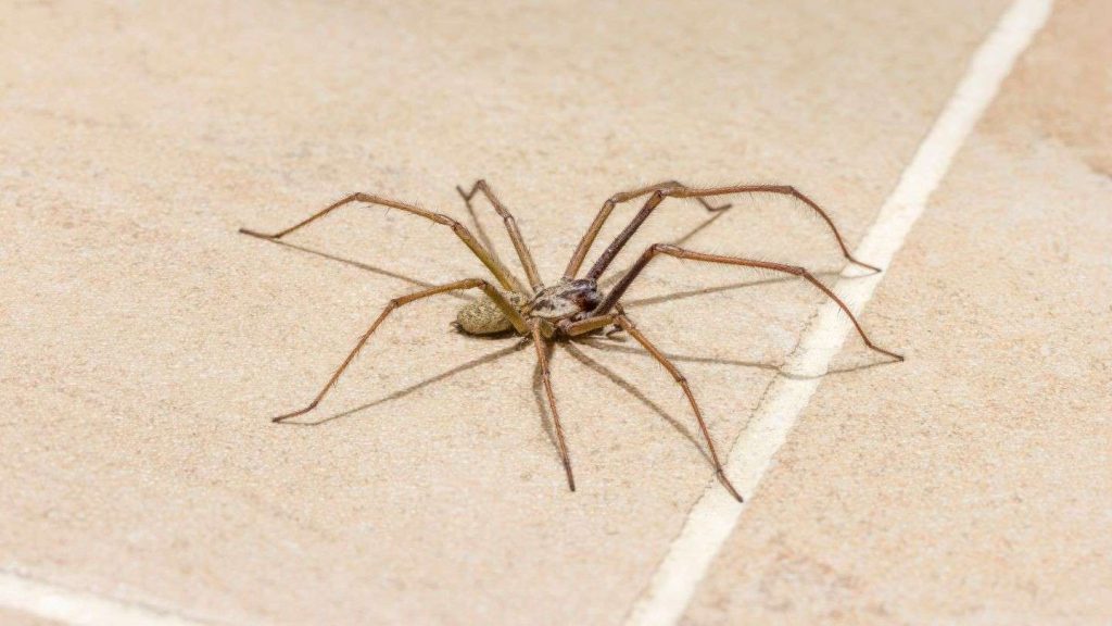 spider control idaho