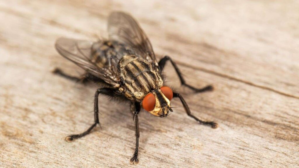 flies pest control idaho falls