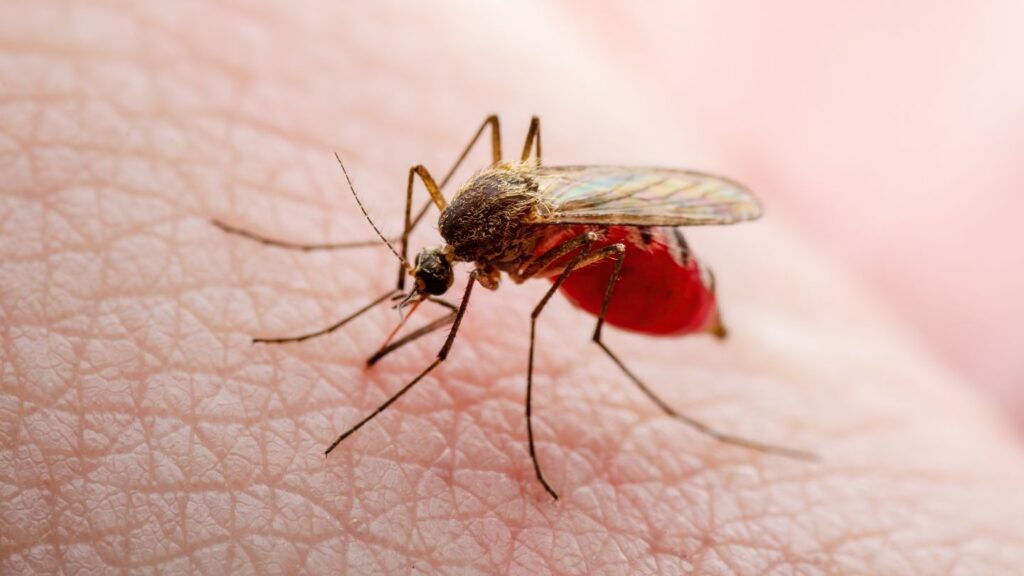 mosquitoes in idaho