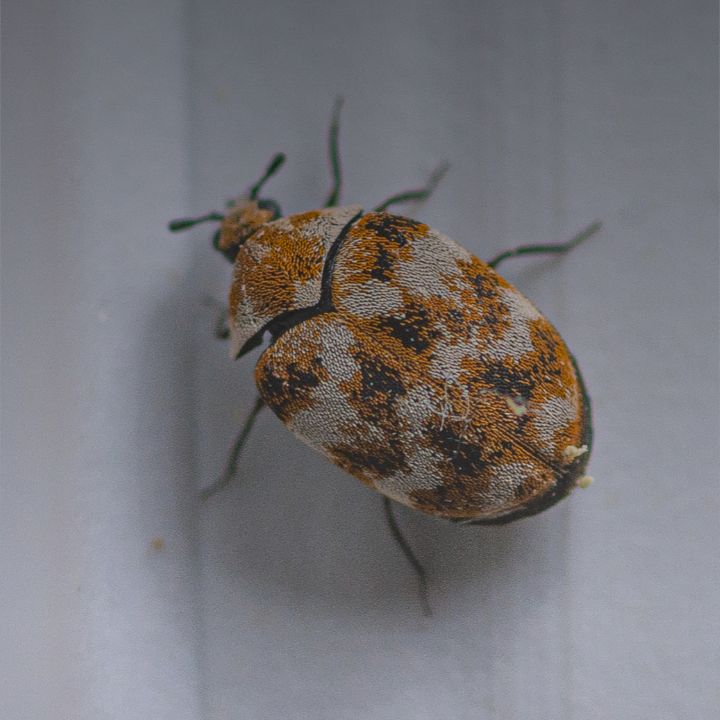 beetle control in twin falls
