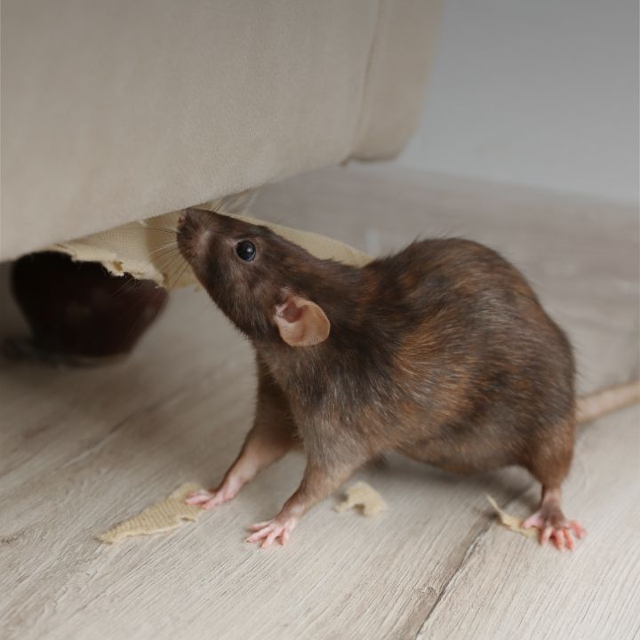 rodent control in twin falls