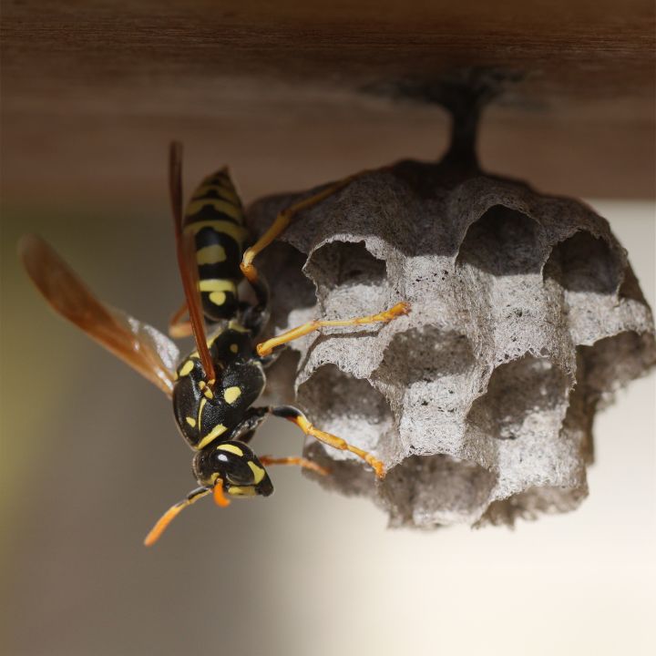 wasps hornets & bees control in Twin Falls