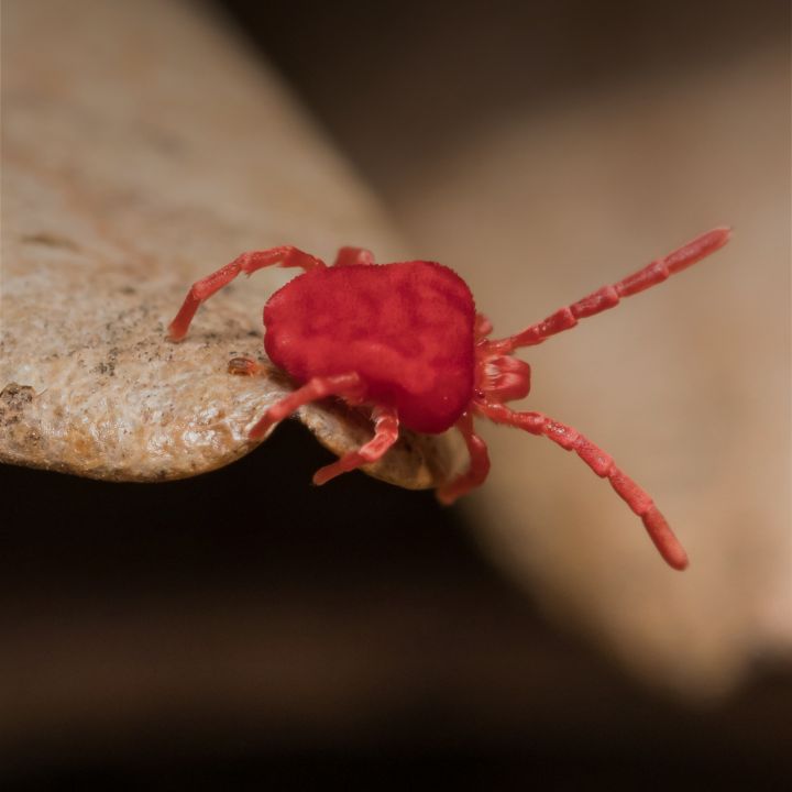 clover mite control in twin falls