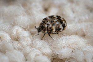 get rid of carpet beetles